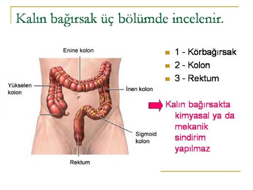 Kalın Bağırsak Bölümleri Nelerdir?