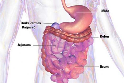 Oniki parmak bağırsağı hangi organlarla bağlantılı?